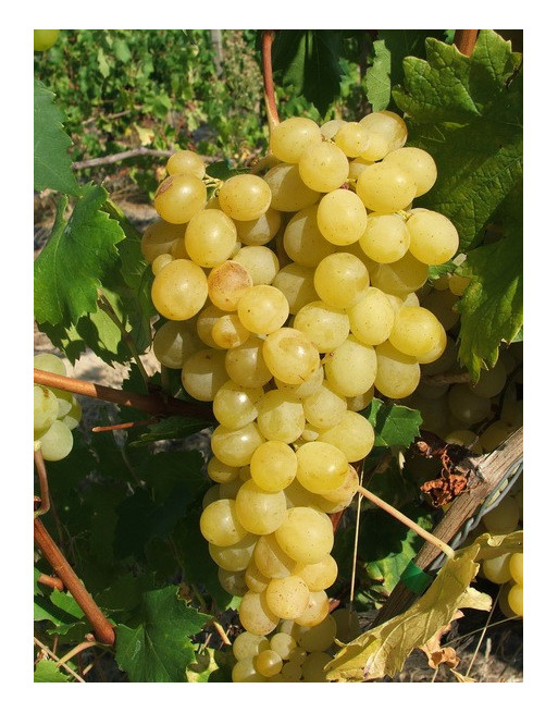 Reine des vignes-vigne-jardivigne