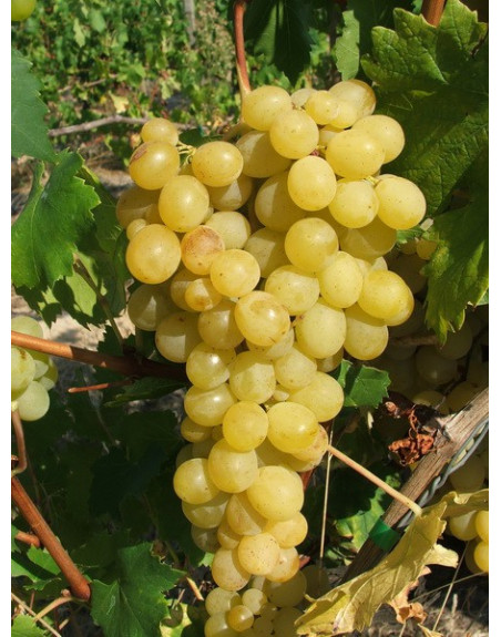 Reine des vignes-vigne-jardivigne