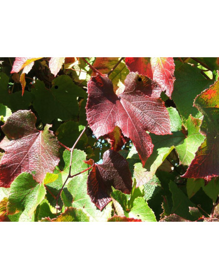 Vitis thunbergii