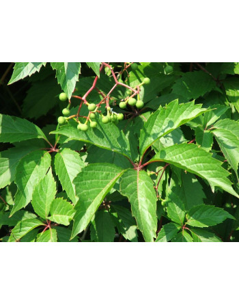 Parthenocissus quinquefolia-vigne-vierge-jardivigne