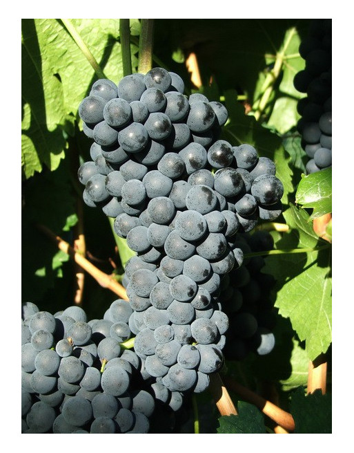 Portugais Bleu-vigne-jardivigne