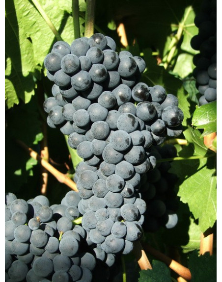 Portugais Bleu-vigne-jardivigne