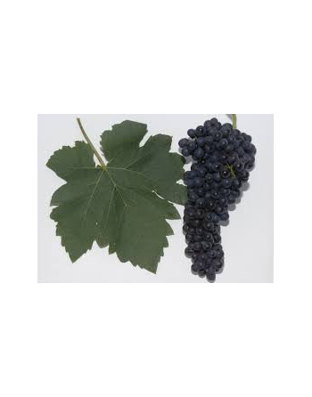 SYRAH-vigne-cuve-jardivigne