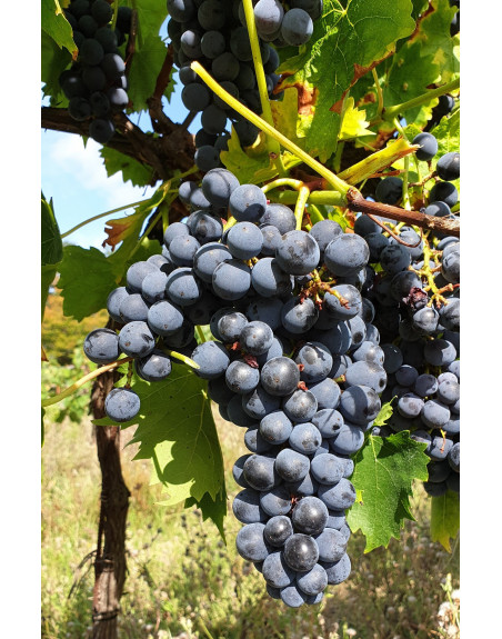 Muscat bleu-vigne-jardivigne