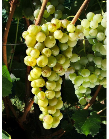 Chasselas Muscat-vigne-jardivigne