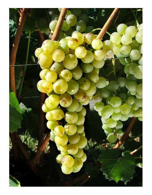 Chasselas Muscat-vigne-jardivigne