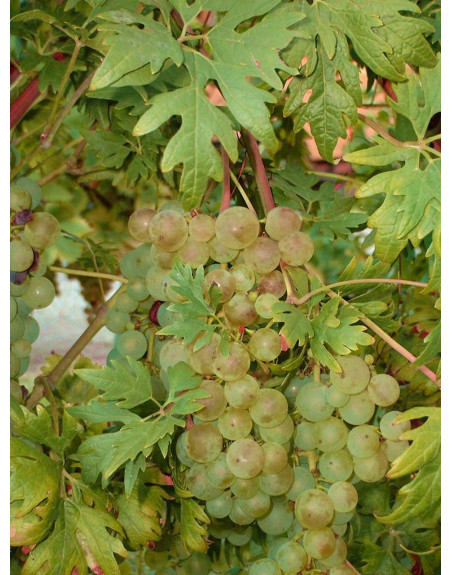 Chasselas Cioutat-vigne-jardivigne-vigne à feuille de persil