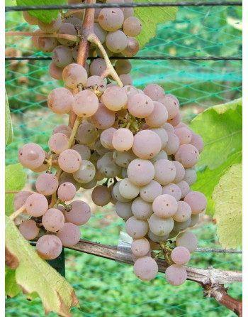 Pied de Perdrix-vigne-jardivigne