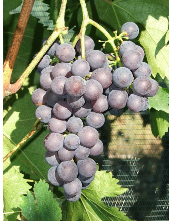 Muscat Rouge Madère