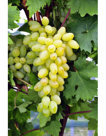 Centennial Seedless-vigne-jardivigne