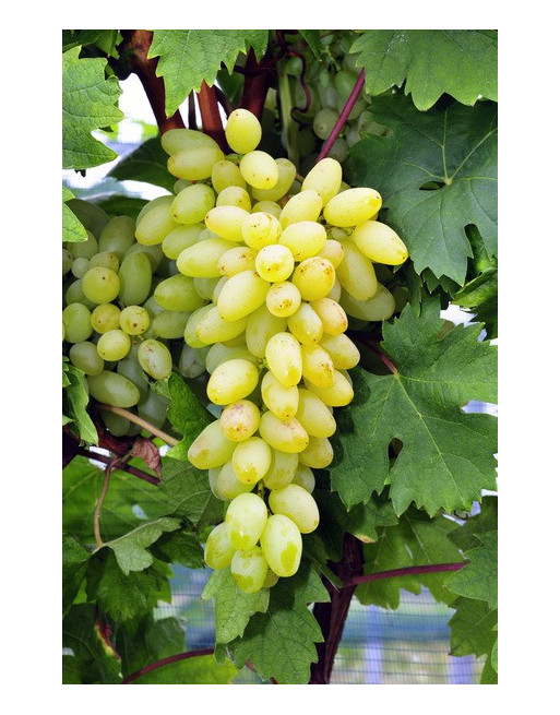 Centennial Seedless-vigne-jardivigne