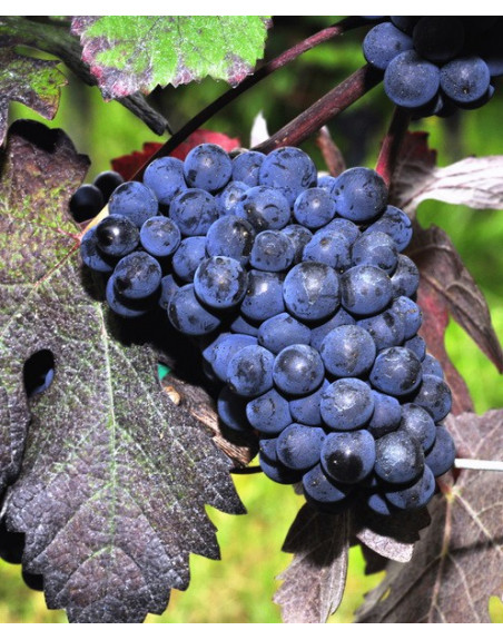 Teinturier-vigne-rouge-jardivigne