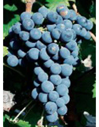 Plant de vigne Cabernet Franc