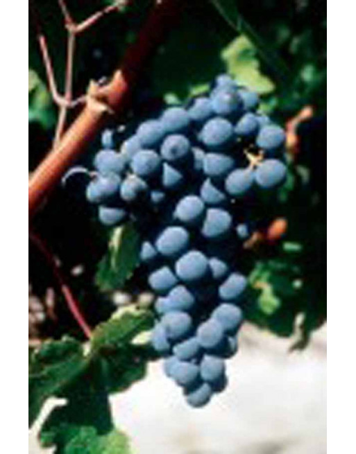 cabernet-sauvignon-vigne-cuve-jardivigne