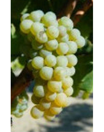 Plant de vigne Sauvignon Blanc
