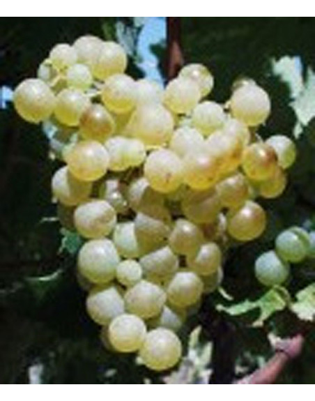 semillon-vigne-cuve-jardivigne