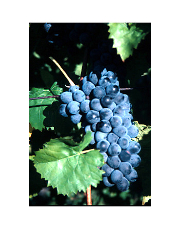 Plant de vigne Villard Noir