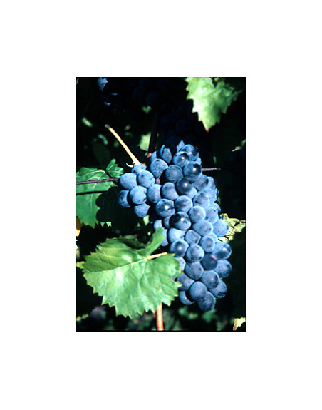 villard-noir-vigne-cuve-jardivigne