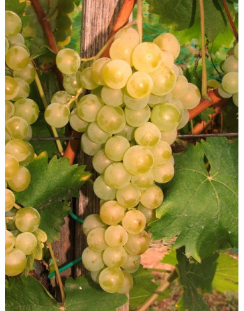 Muscat à petits grains-vigne-jardivigne