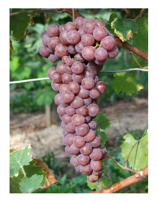 Muscat Gris-vigne-jardivigne