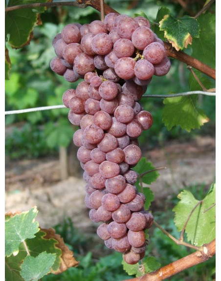 Muscat Gris-vigne-jardivigne