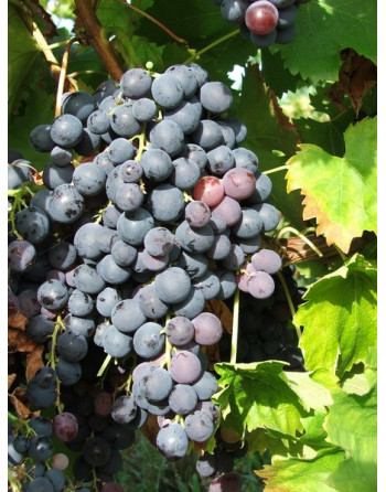 Black Muscat of Alexandria