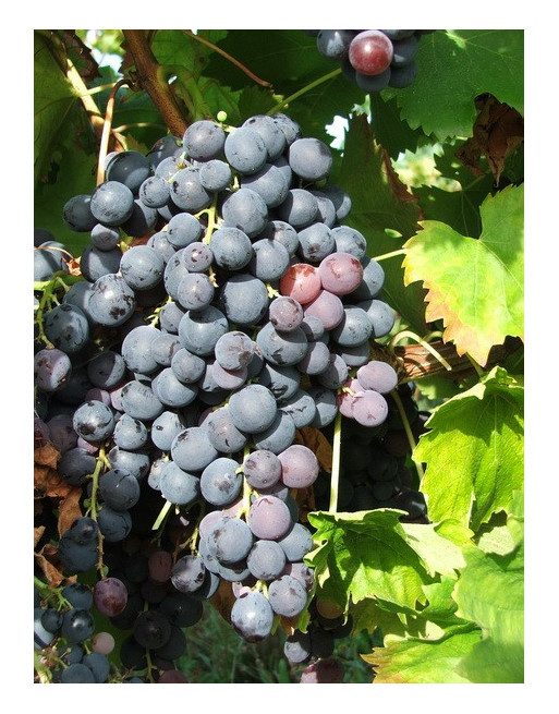 Black Muscat of Alexandria