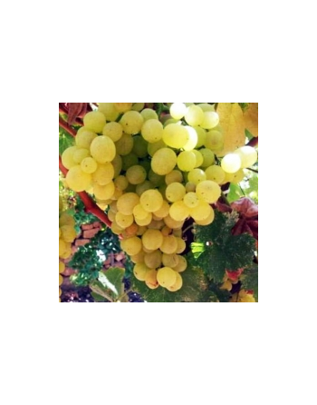 vigne-cuve-rare-jardivigne