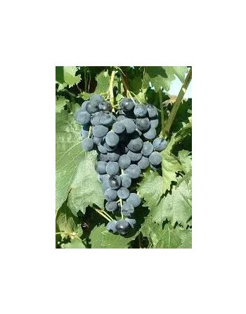 galanth-vigne-cuve-rare-jardivigne