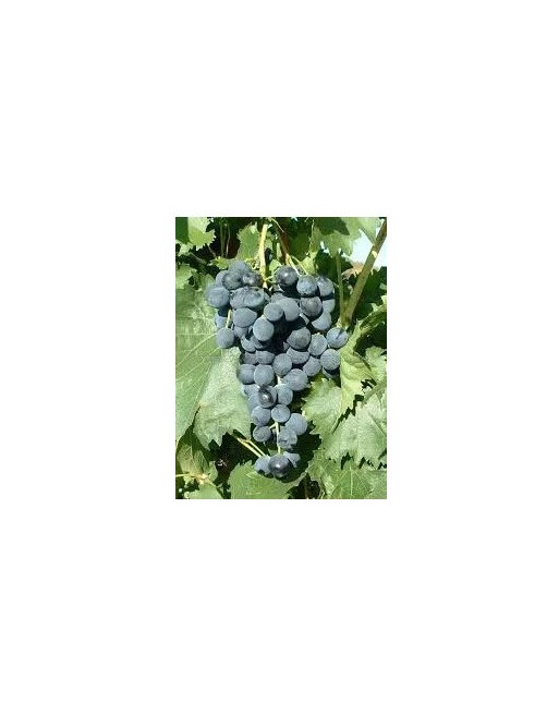 galanth-vigne-cuve-rare-jardivigne