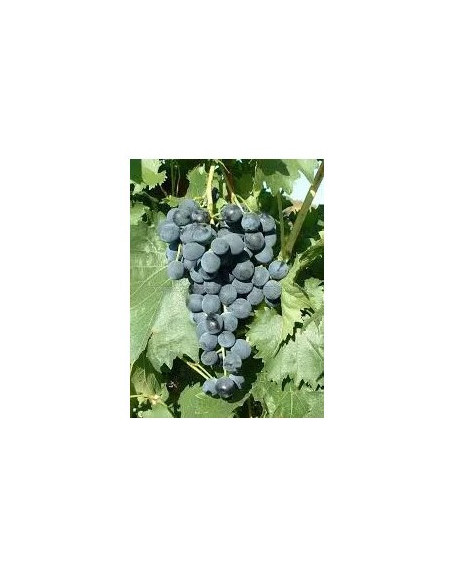 galanth-vigne-cuve-rare-jardivigne