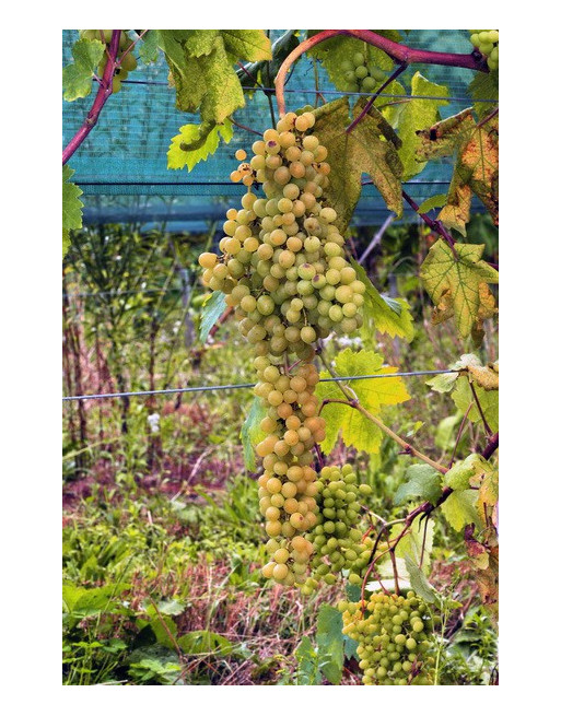 Raisin de Palestine-vigne-jardivigne