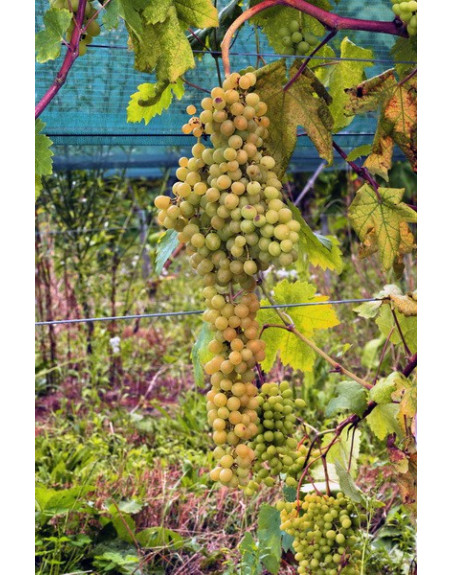 Raisin de Palestine-vigne-jardivigne