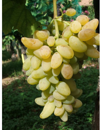 Cornichon Blanc-vigne-jardivigne