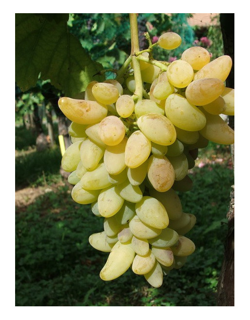 White Finger Grapes