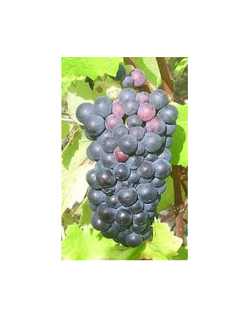 Plant de vigne Pinot noir