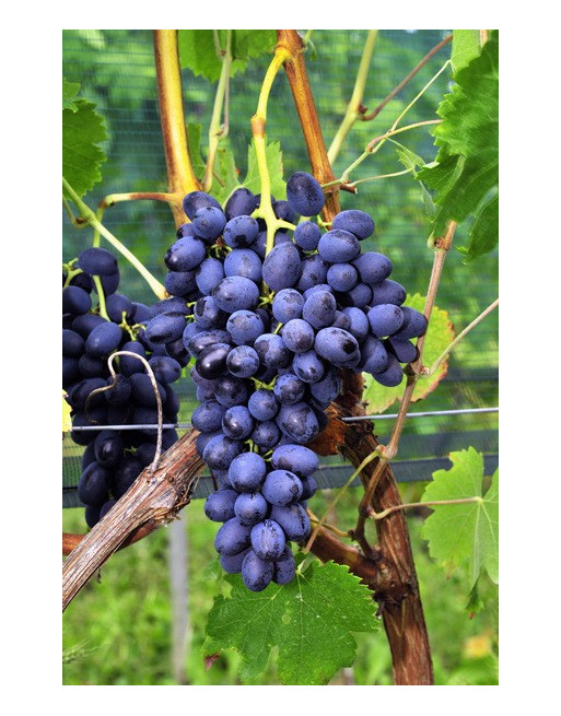 Cornichon Violet-vigne-jardivigne