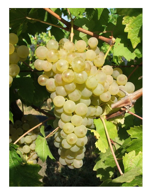 Chasselas Doré-vigne-jardivigne Chasselas Doré-vigne-jardivigne