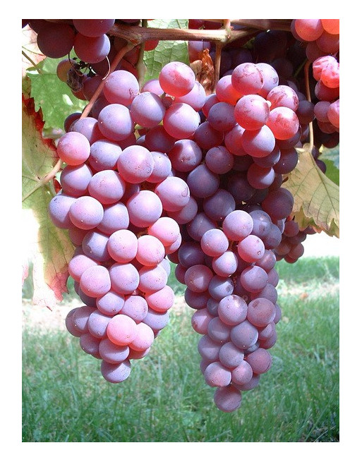 Rosy Chasselas Rosy Chasselas
