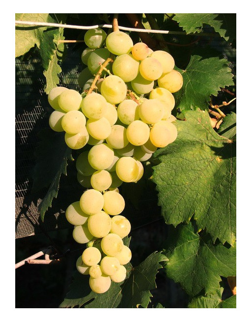 Malaga (Muscat d'Alexandrie)-vigne-jardivigne Malaga (Muscat d'Alexandrie)-vigne-jardivigne