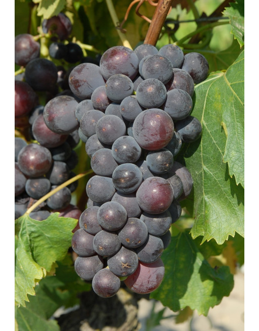 Kyoho-Vigne-jardin Kyoho-Vigne-jardin