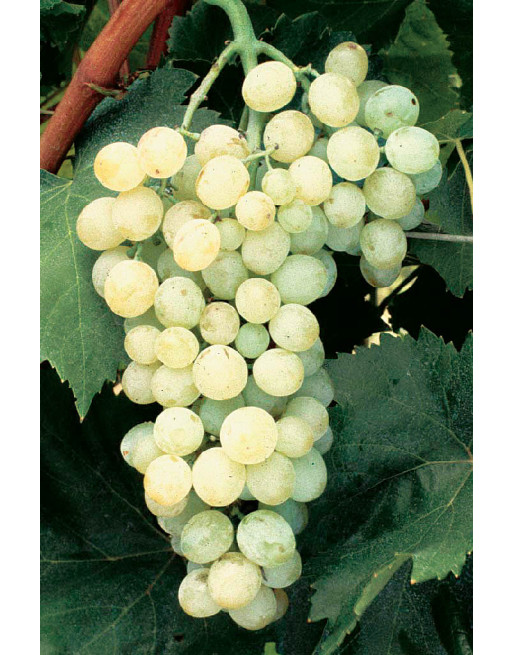 Vigne Madina-résistante-Jardivigne-jardin Vigne Madina-résistante-Jardivigne-jardin