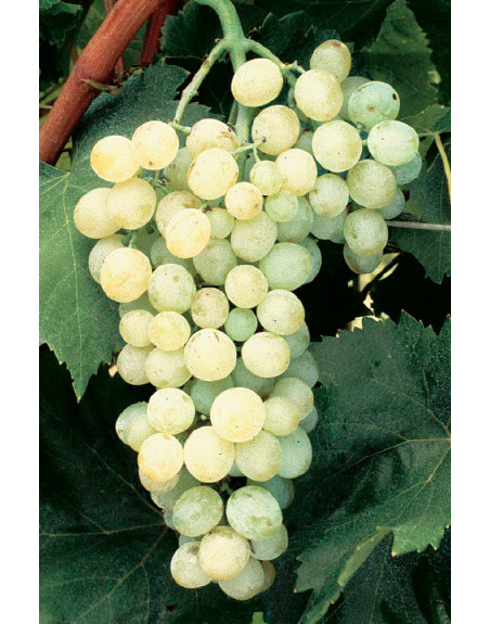 Vigne Madina-résistante-Jardivigne-jardin