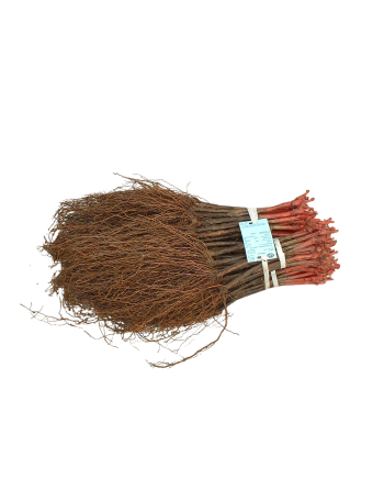 racines nues jardivigne