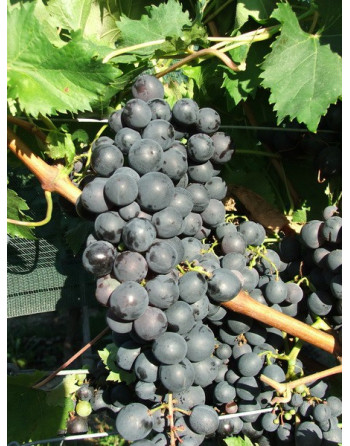 Alphonse-Lavallée-vigne-jardivigne