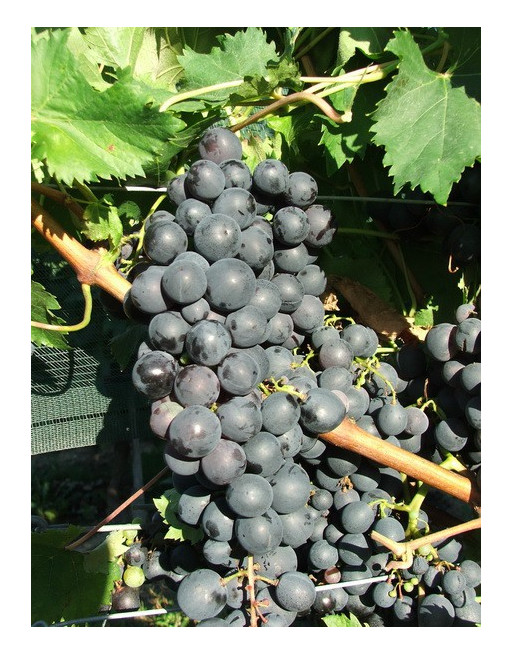 Black Alphonse La Vallée