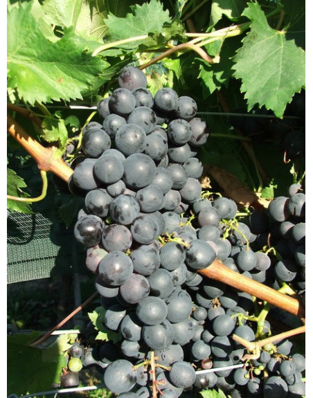 Black Alphonse La Vallée