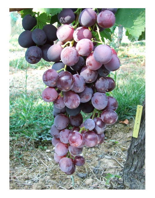 Cardinal-vigne-jardivigne