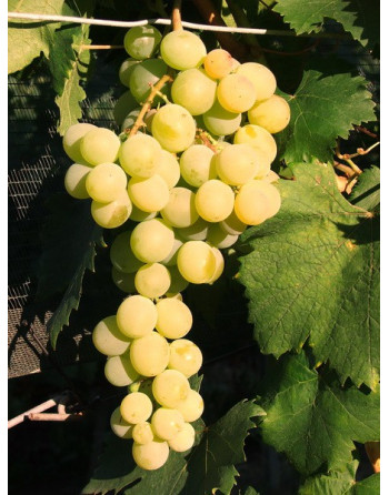 White Muscat of Alexandria