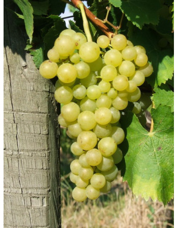 Perle de Csaba-vigne-jardivigne